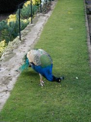 Peacock on Warwick grounds