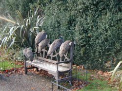 Peahens on a bench